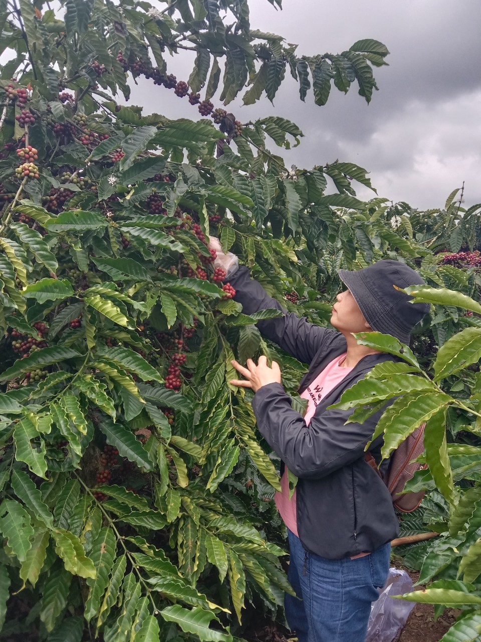 Ban chỉ đạo Compact Krông Năng triển khai lấy mẫu đất, và mẫu cà phê quả tươi phân tích tồn dư hoạt chất Glyphsate